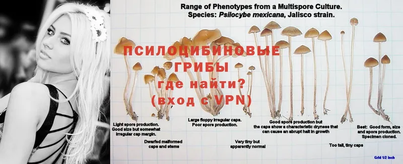 даркнет сайт  Верхний Тагил  KRAKEN ссылки  Псилоцибиновые грибы Psilocybine cubensis 